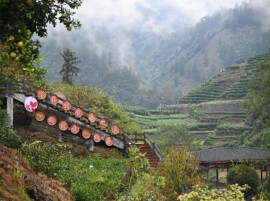“茶”中建起黄金屋 湖南苗寨产业焕新见闻