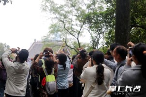 岳麓山上树丫引游客争相“拼心”，成网红打卡点
