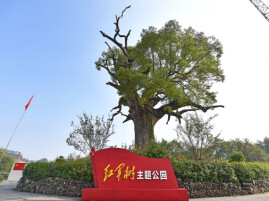 好学能文丨红军树