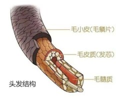 头皮护理+中医内调，养好你的秀发