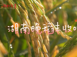 虫口夺粮，单产稳中有增 湖南晚稻收获进度过半
