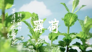 草木藏药香①｜《我是一味中草药》上线！解锁孩子能懂的本草小知识