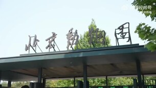 北京动物园新晋女明星——马来熊“小石榴”登场