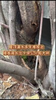 霞姐帮帮帮｜房屋漏水多年长出十余公分粗大树，维修责任到底谁承担