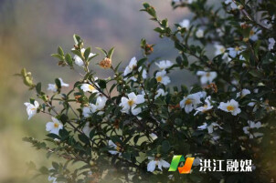 油茶花开——推动洪江林业经济高质量发展