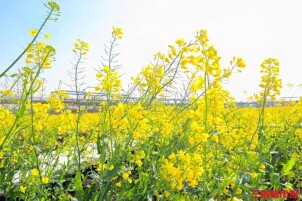 遍地金黄入画来 湖南多地油菜花迎来最美花期