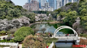 达瞰 | 樱满望月