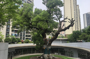 长沙市民急求助：百年古樟“日渐枯萎” 园林回应：早已介入救治，目前“半枯半荣”丨你好树先生