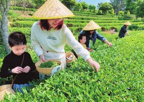 寻茶记｜千年同一叶 万里赴新杯！一片金井茶的传承与远行