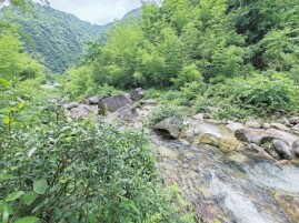 舜帝留仙茗 野茶润新宁——新宁舜皇山野茶的生态传奇｜湖南日报要闻版头条
