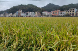 [一周湖南]湖南再生稻周年亩产刷新全国纪录  2025世界计算大会“湘”约长沙