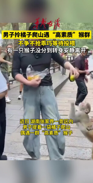 男子爬山遇高素质猴群乖巧等投喂