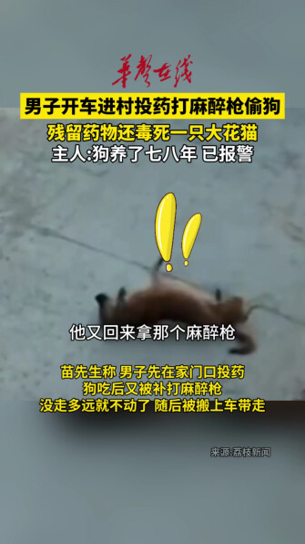 男子开车进村投药打麻醉枪偷狗 残留药物毒死一只大花猫