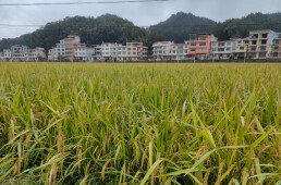 [一周湖南]湖南再生稻周年畝產刷新全國紀錄  2025世界計算大會“湘”約長沙