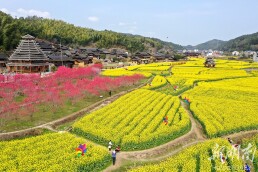 花開引客來