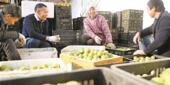 “药乡”抢收 致富果