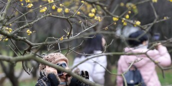 真香！橘子洲的腊梅开了