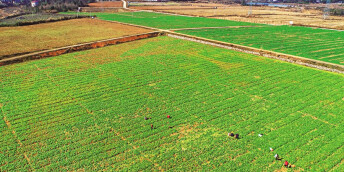 蔬菜产业稳增收