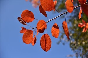 晚風拂落紅秋葉
