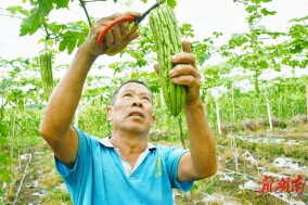 種苦瓜嘗“甜頭”