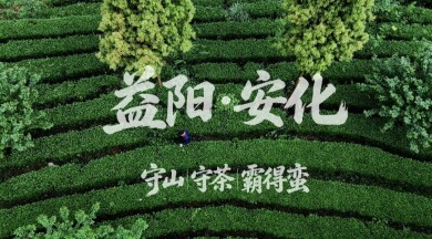  千年黑茶韵：守山，守茶