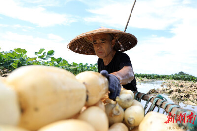 “藕”遇豐收季