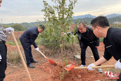 浏阳市洞阳镇：为青山添绿 为党旗添彩