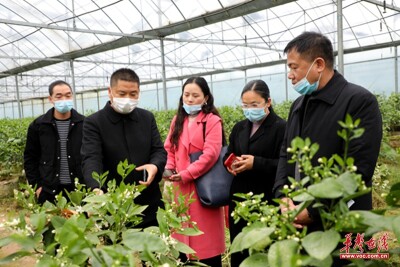 澧县：黄金西柚电商孵化基地落户澧南镇
