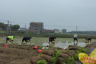 隆回周旺铺：战疫情保春耕 不负农时不负春