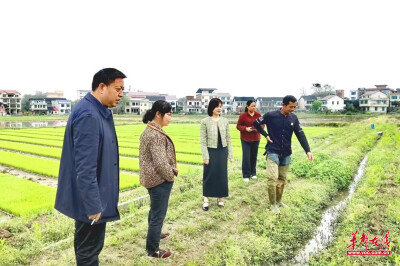 邵阳市大祥区：指导春耕工作 压实压紧粮食生产