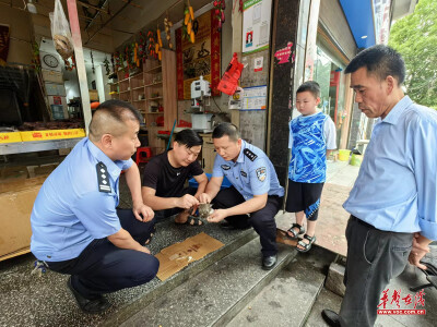 端午救助不“不打烊”溆浦县森林公安局连续救助8只猫头鹰幼崽