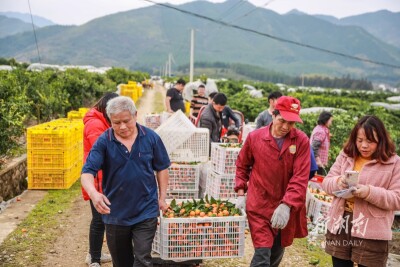 小小砂糖橘 甜出新生活
