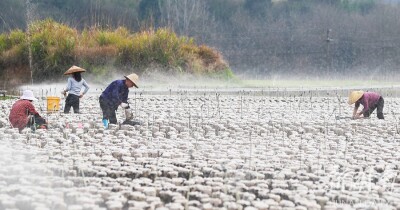 木耳采收忙