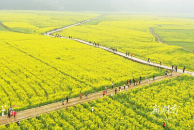 油菜花开 扮靓乡村