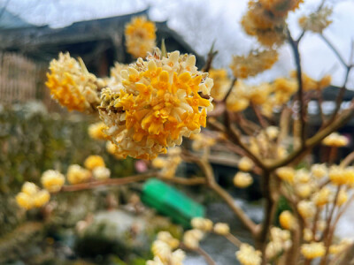 绥宁：“爱情树”结香花开 邂逅浪漫春天