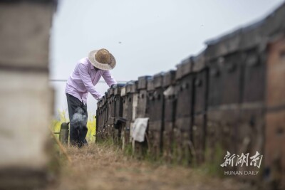 甜蜜事业又“蜂”收