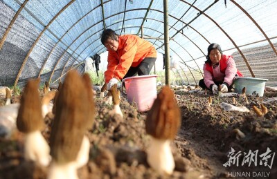 特色种植助增收