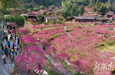 梅花朵朵开 昔日穷山沟变“乐园”