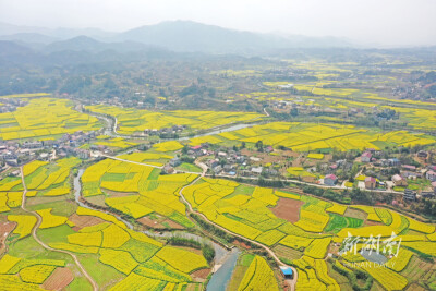 美丽乡村 金色画卷