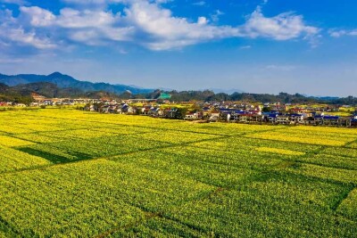 油菜花开遍地黄