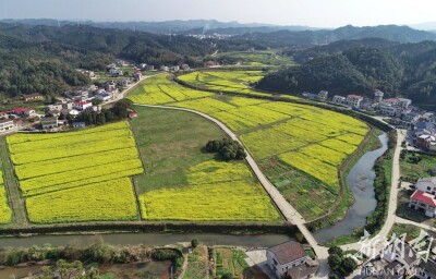 春日田野 遍地金黄