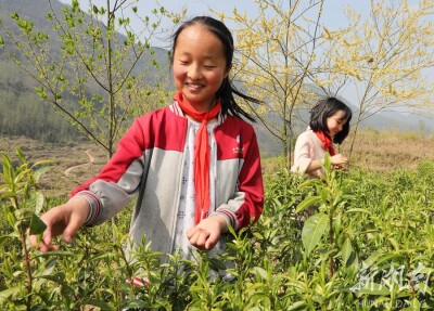 采春茶 学农事