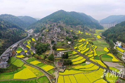 油菜花海“石头寨”