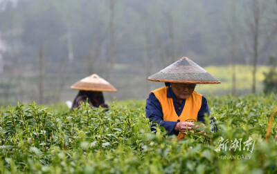 春分采春茶