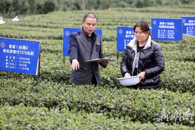 茶园增施有机肥