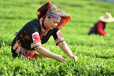春茶采摘正当时
