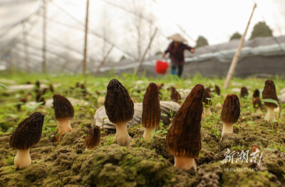 喜收羊肚菌