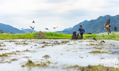 飞燕伴农忙