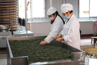 微茶厂 小而精