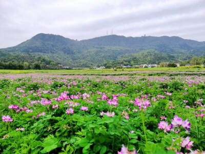 田园诗画梁山村